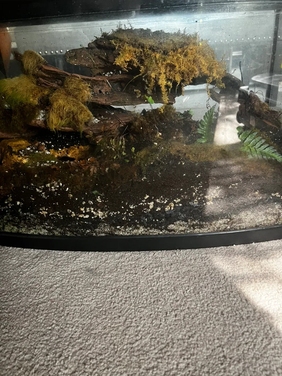 Woodland Terrarium that needs revival image indicator(2)