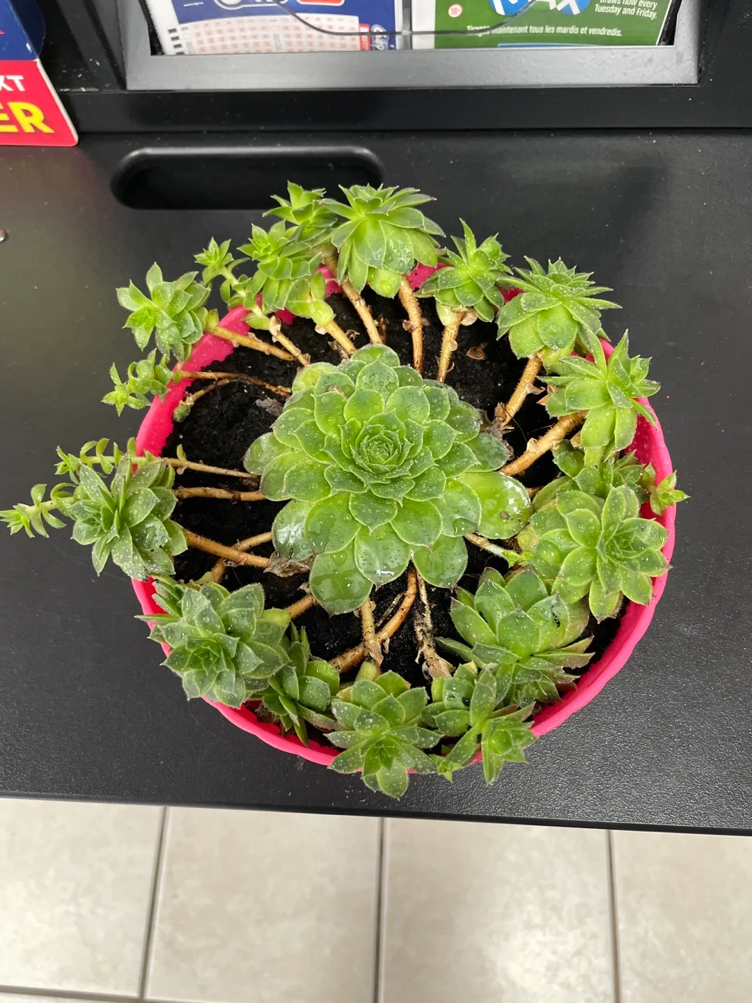 Potted Hen and Chicks Succulent