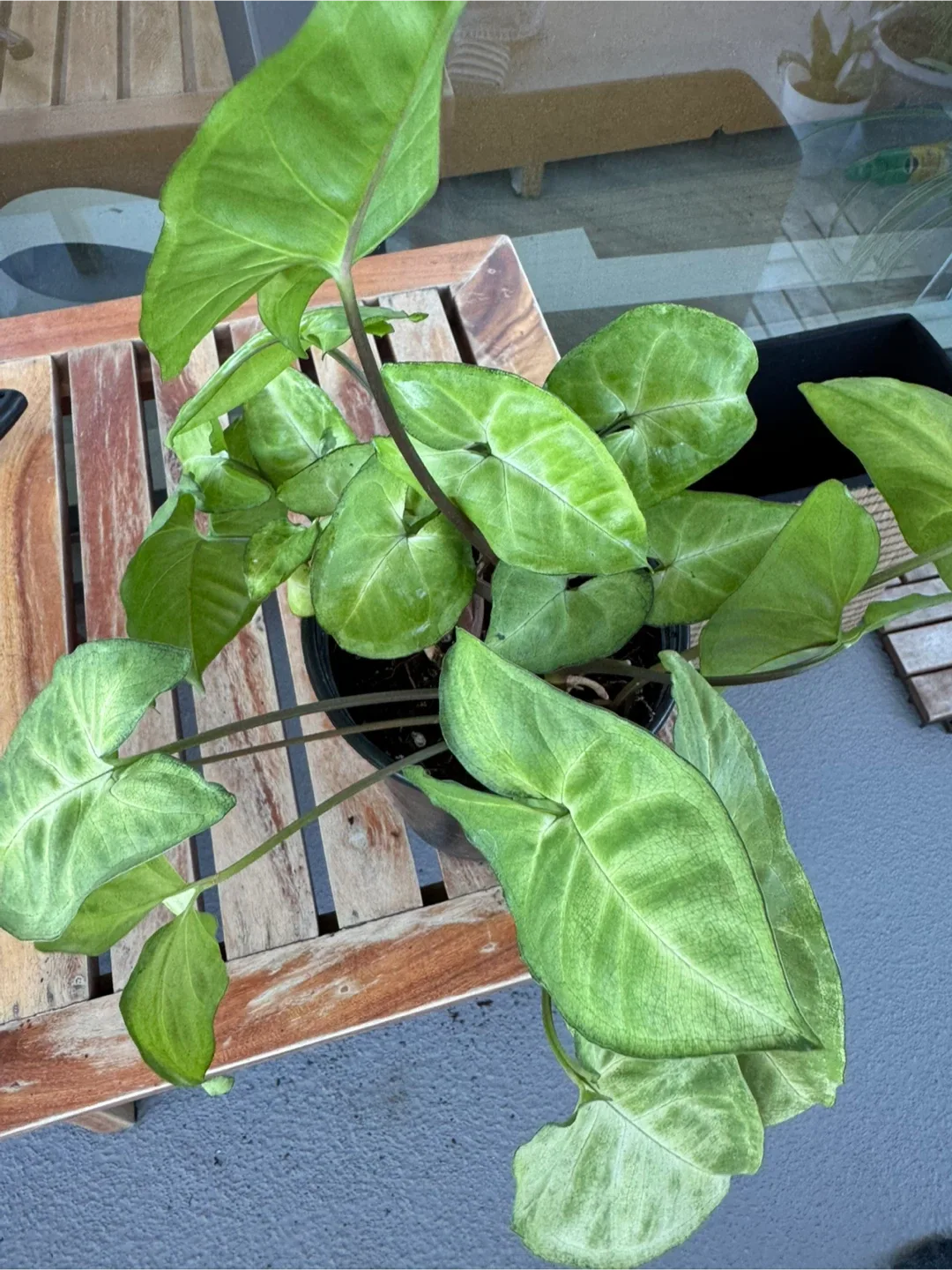 Potted House Plants image indicator(4)