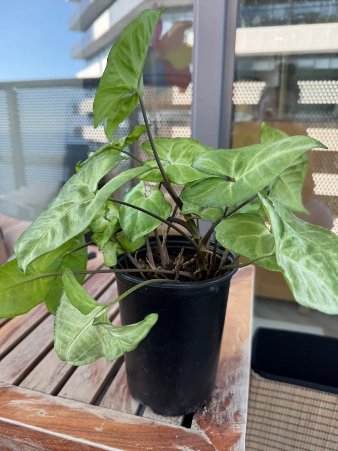 Potted House Plants image indicator(2)