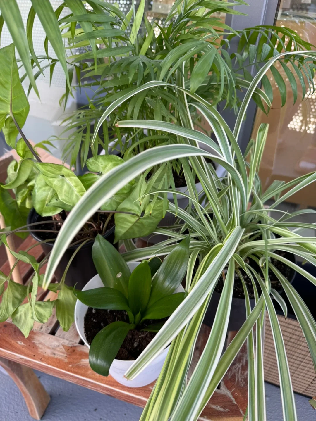 Potted House Plants thumbnail