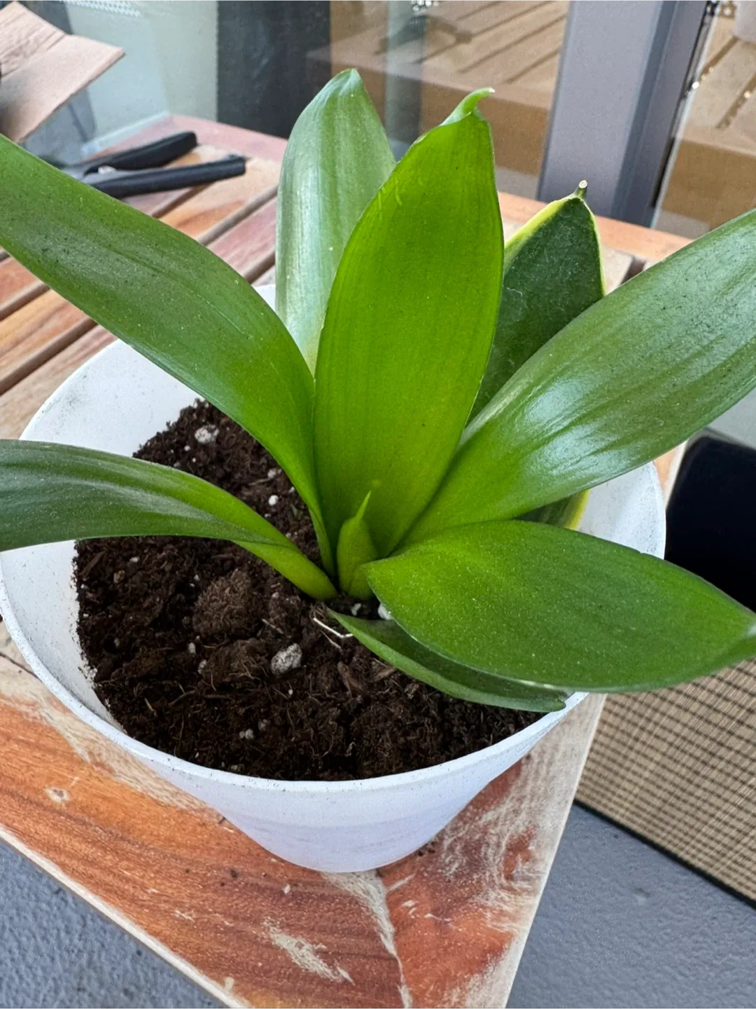 Potted House Plants image indicator(5)