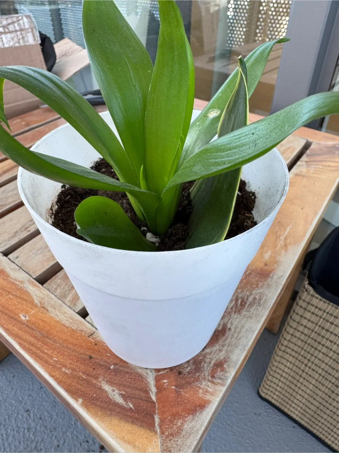 Potted House Plants image indicator(3)