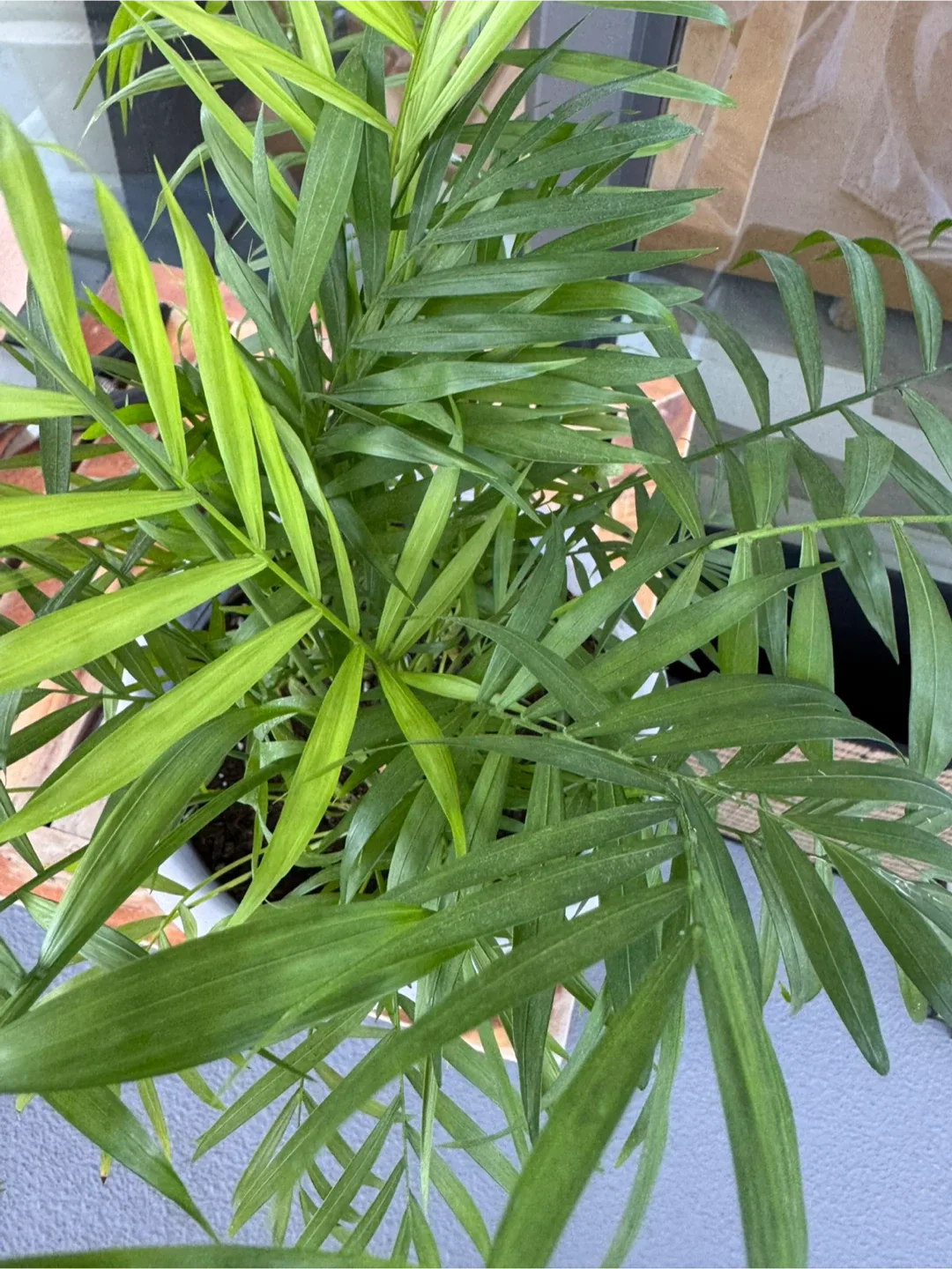 Potted House Plants image indicator(6)