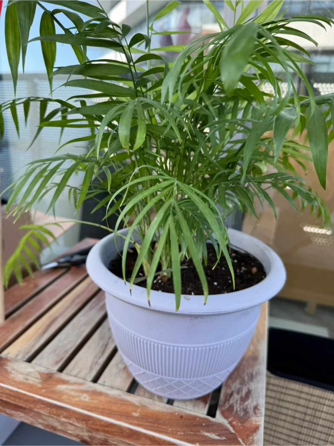 Potted House Plants image indicator(7)