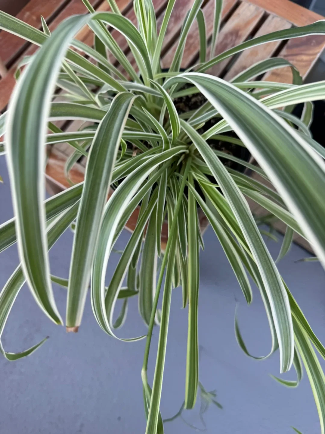 Potted House Plants image indicator(9)