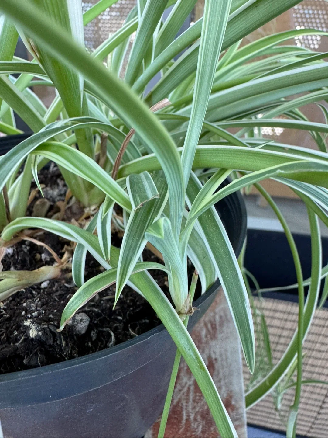 Potted House Plants image indicator(8)