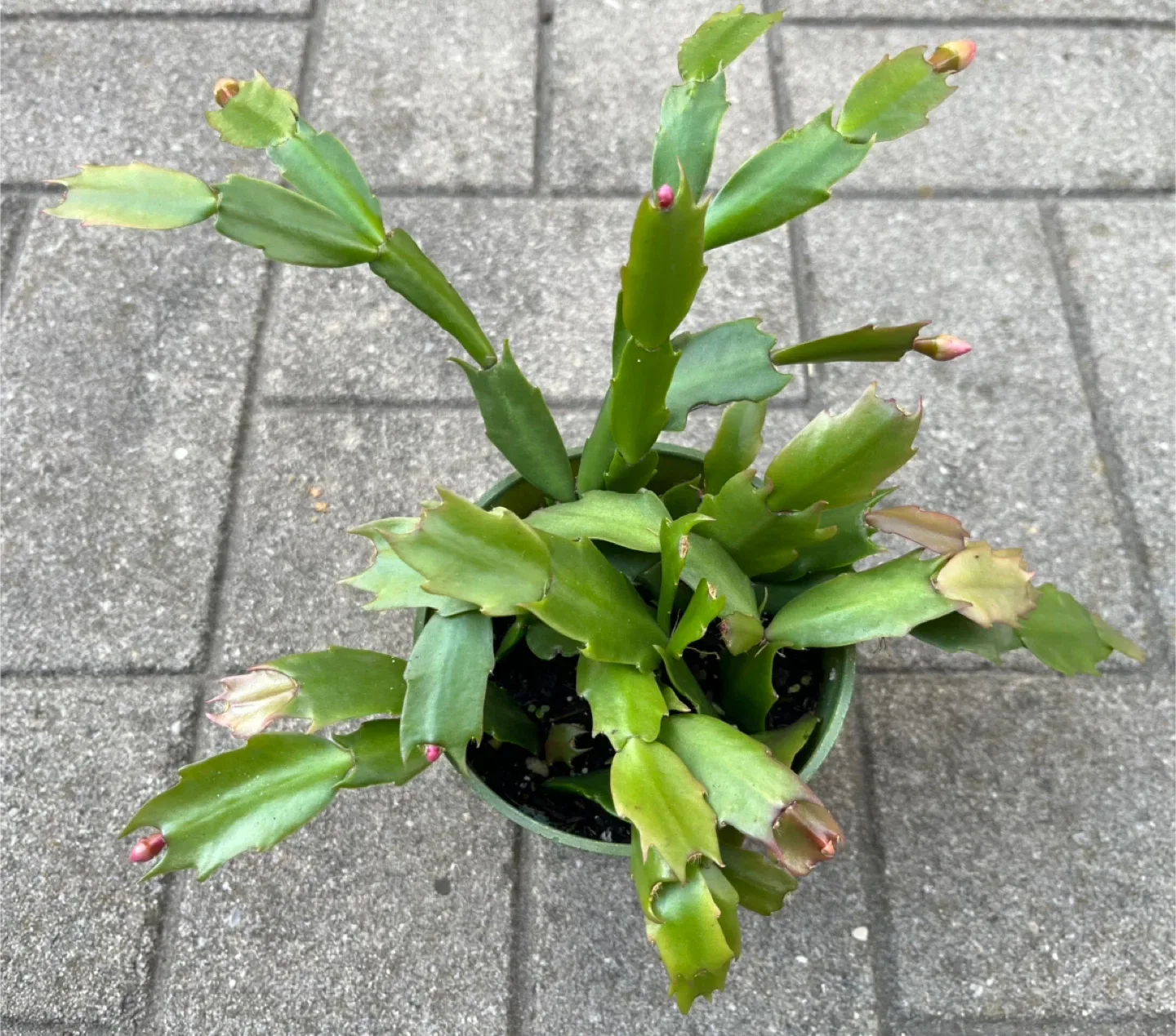 Christmas Cactus Plant in 4” pot thumbnail