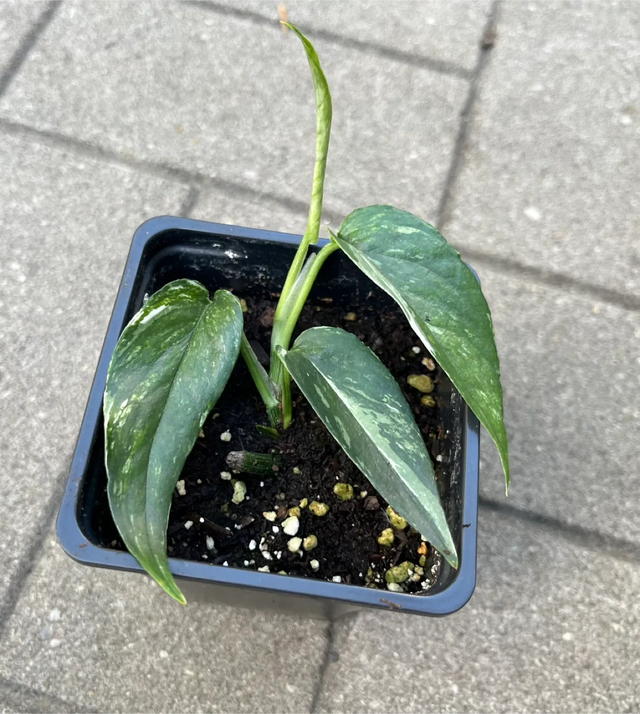 Epipremnum Pinnatum Albo in small pot $5 each image indicator(3)