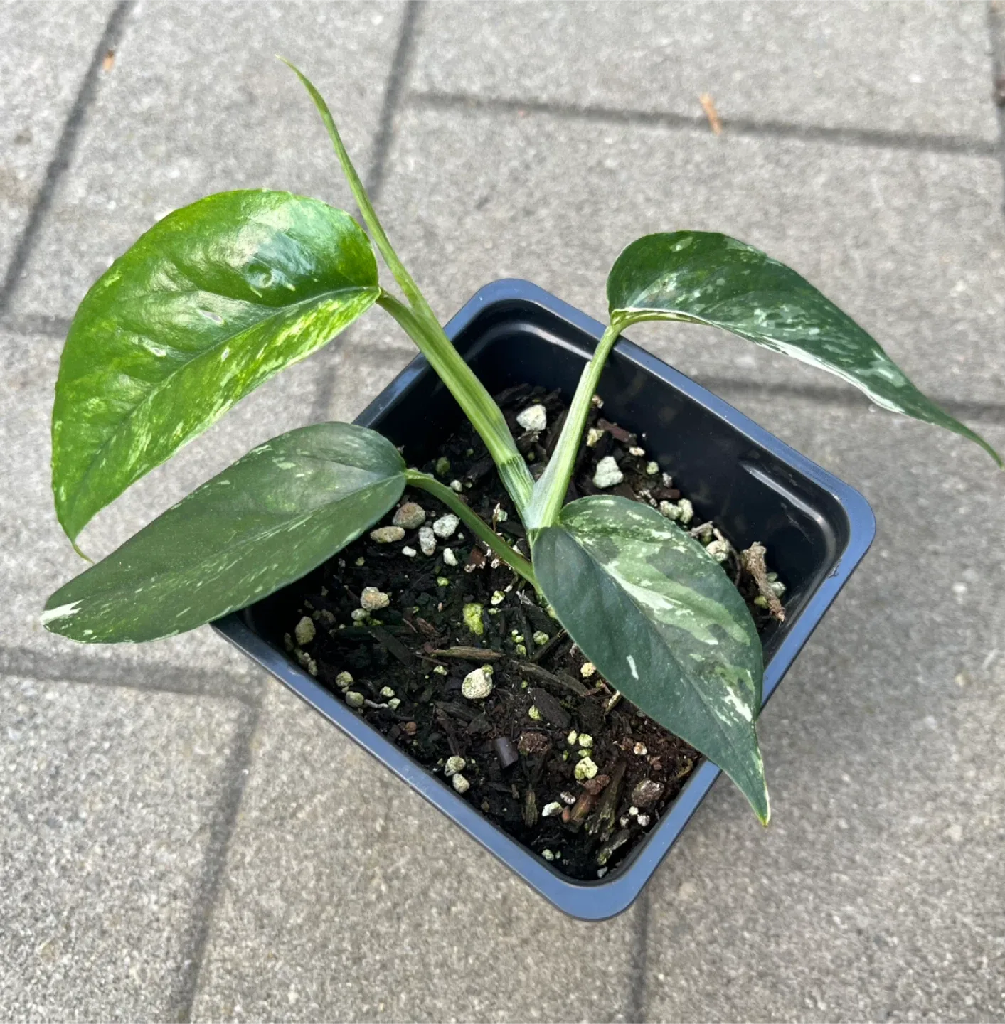 Epipremnum Pinnatum Albo in small pot $5 each image indicator(2)