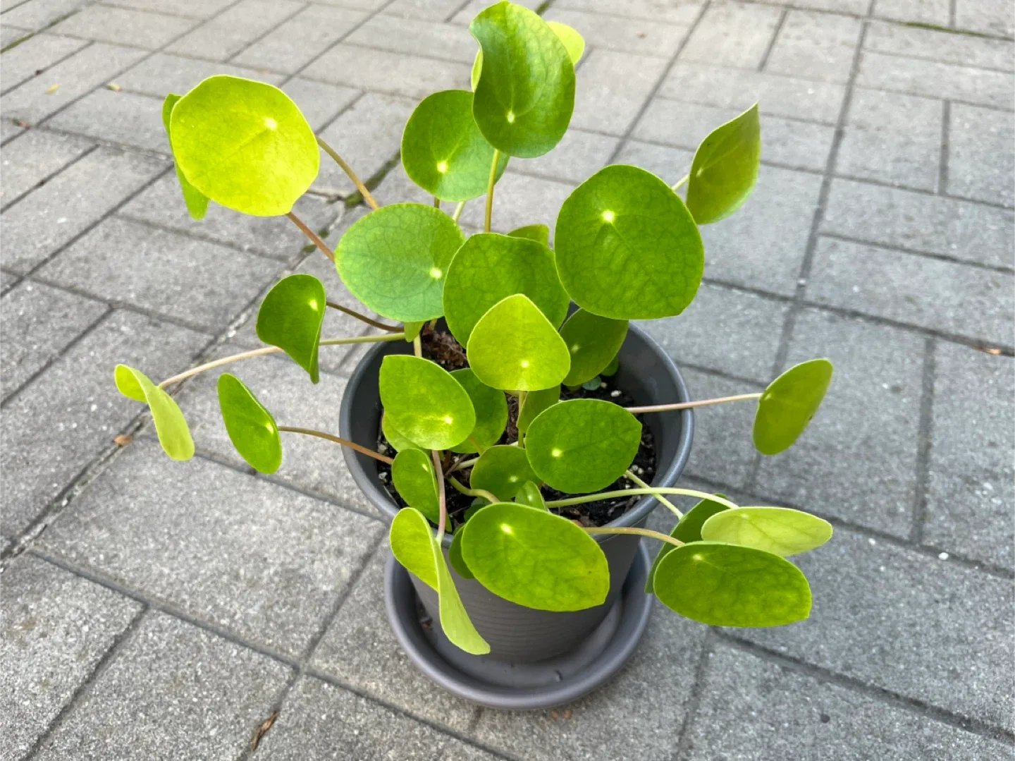 Healthy Pilea Peperomioides Plant in 6” Pot thumbnail