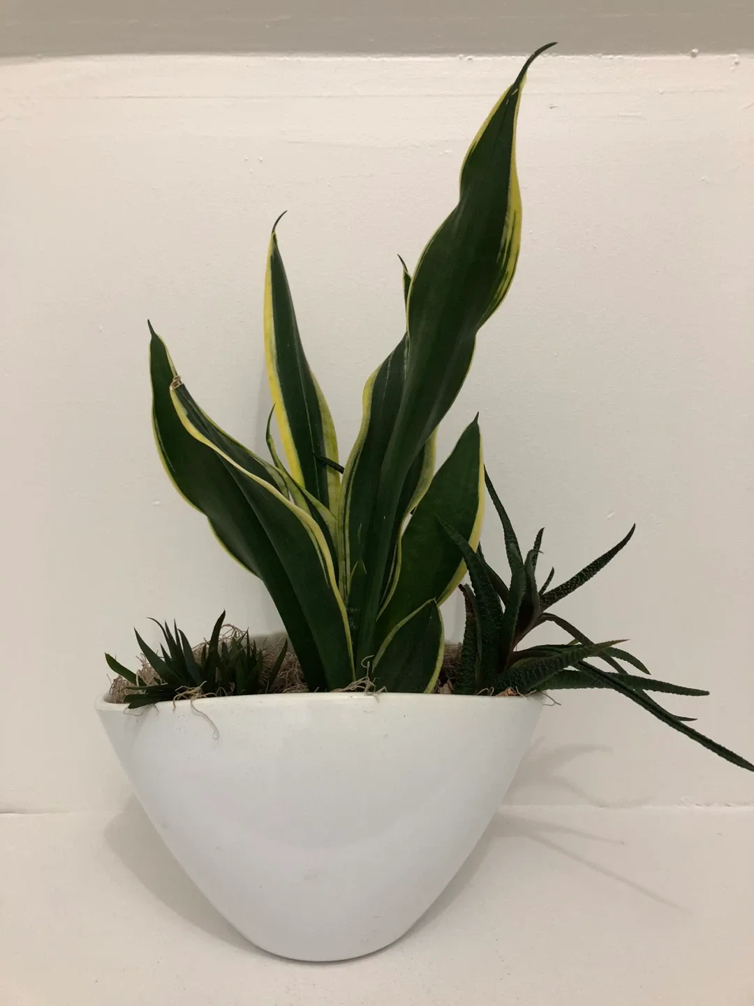 Snake plant and other plants with a pot image indicator(2)
