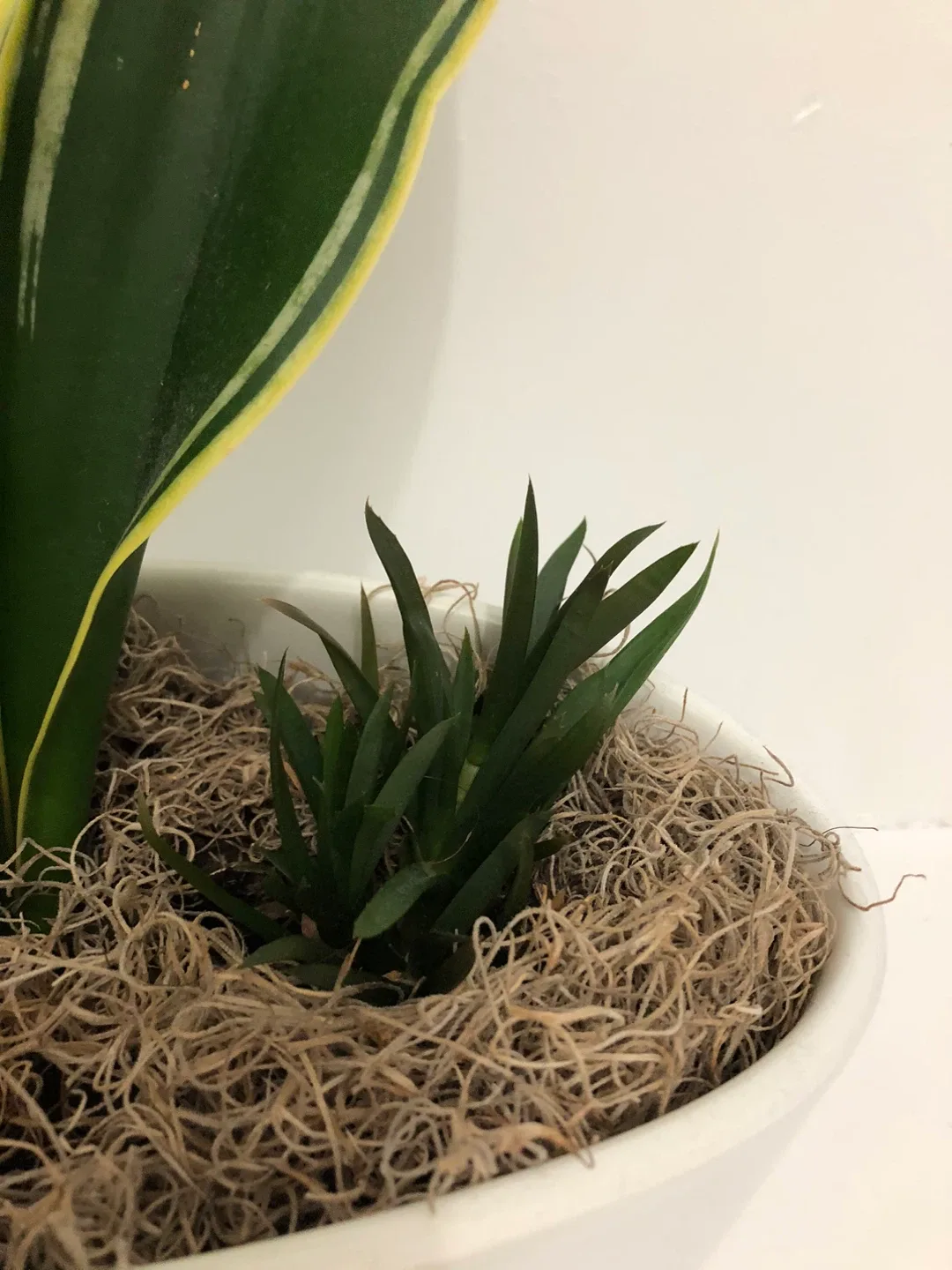 Snake plant and other plants with a pot image indicator(5)