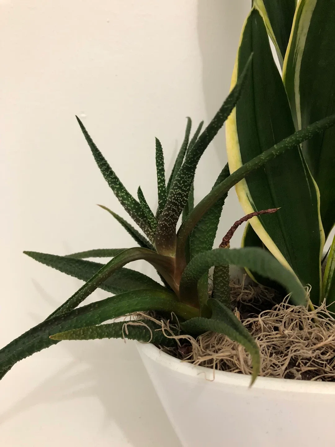 Snake plant and other plants with a pot image indicator(3)
