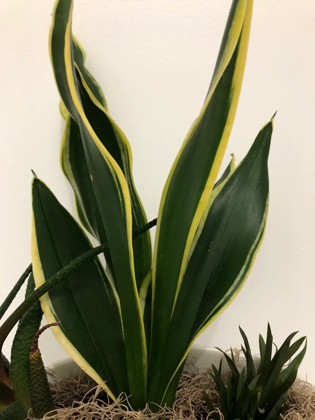 Snake plant and other plants with a pot image indicator(4)