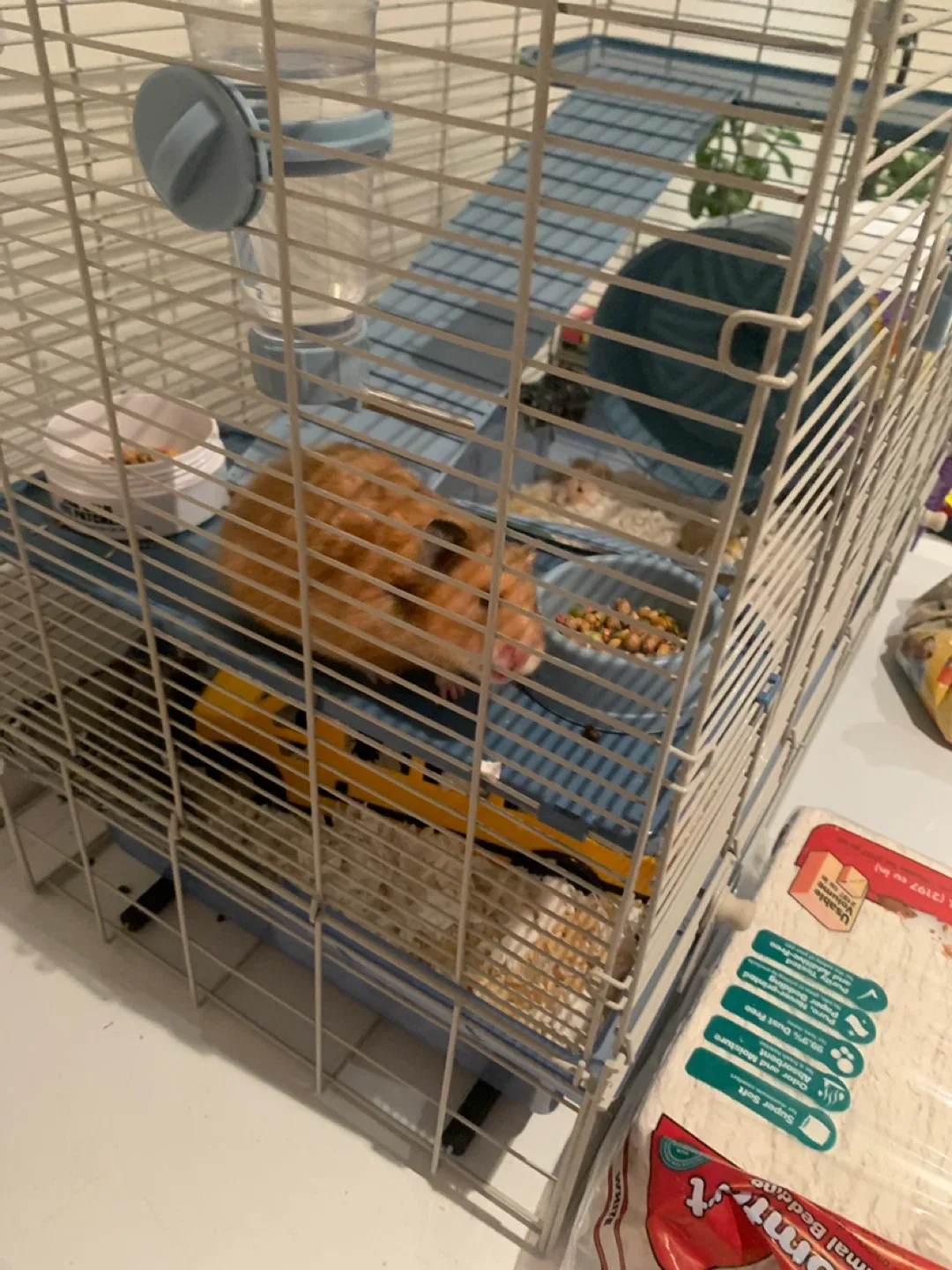 Hamster and Hamster cage with accessories, wheel, food bedding, image indicator(3)