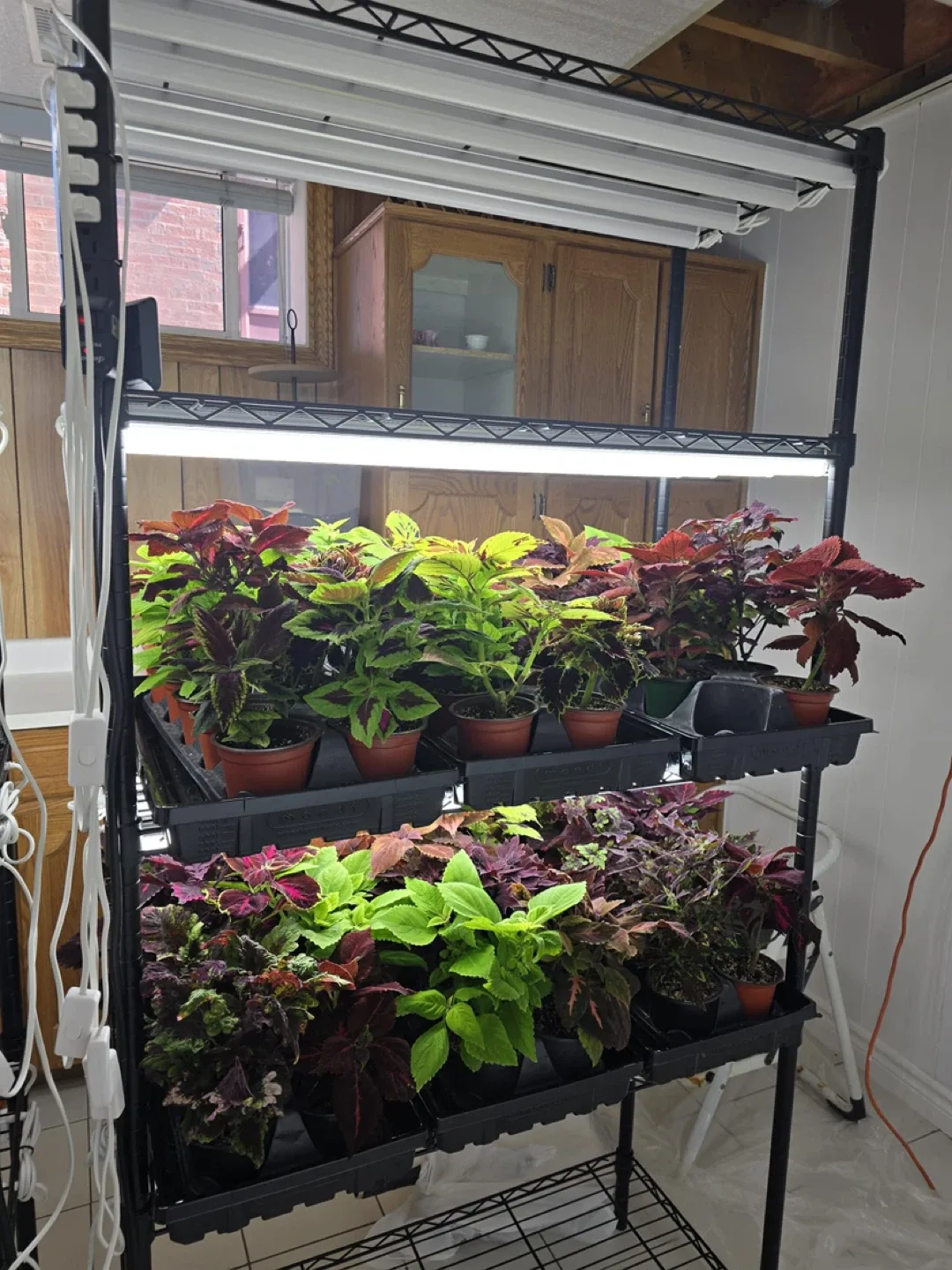 Coleus Plants image indicator(2)