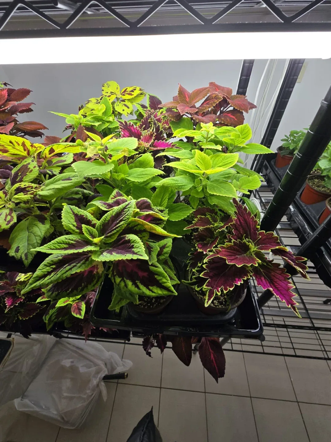 Coleus Plants image indicator(3)