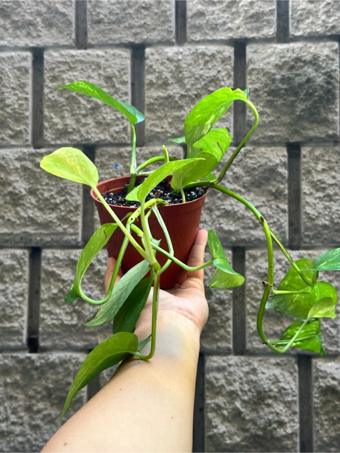 Golden Pothos Plant image indicator(2)