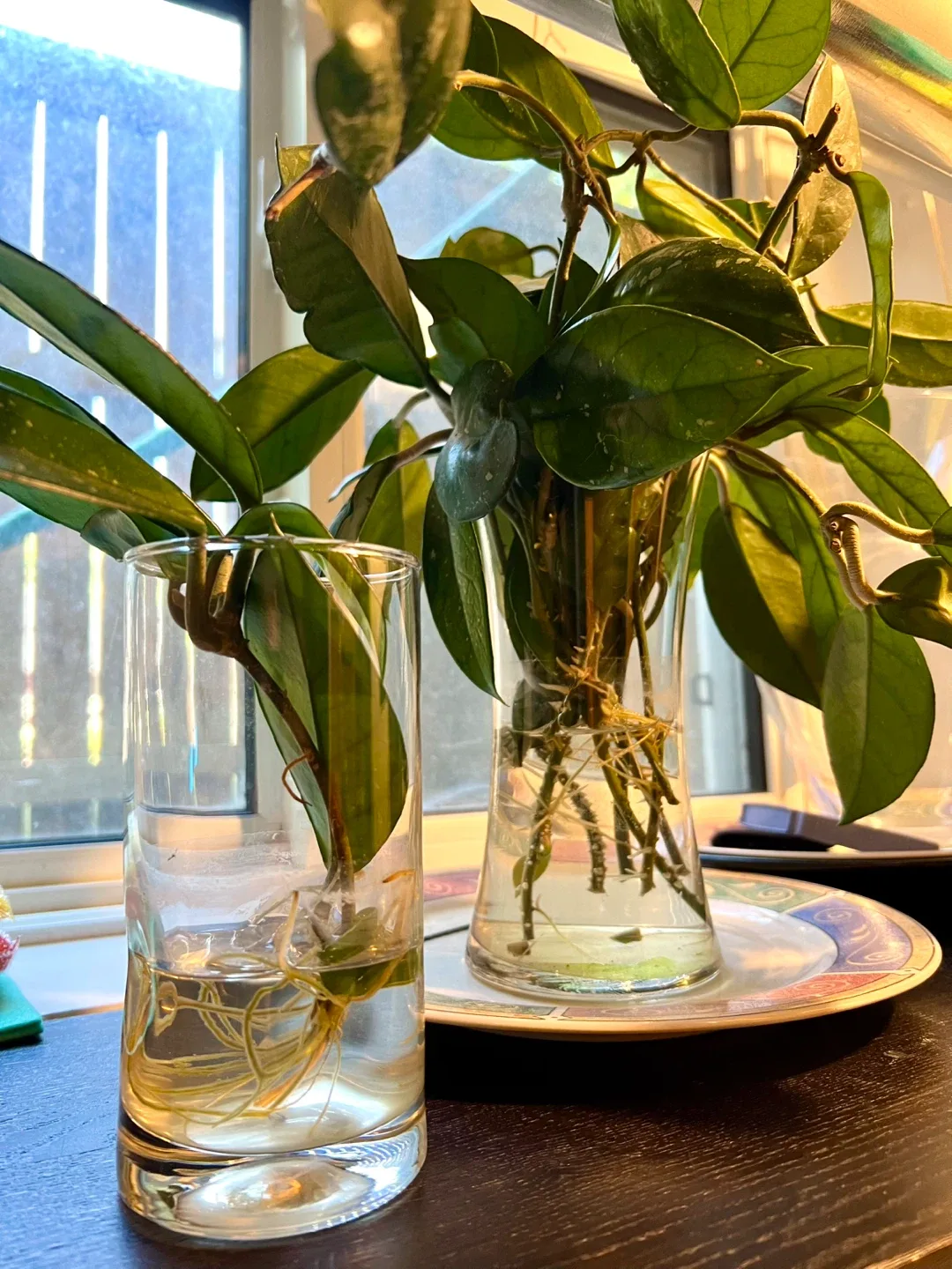 2- Hoya Plant Cuttings image indicator(2)