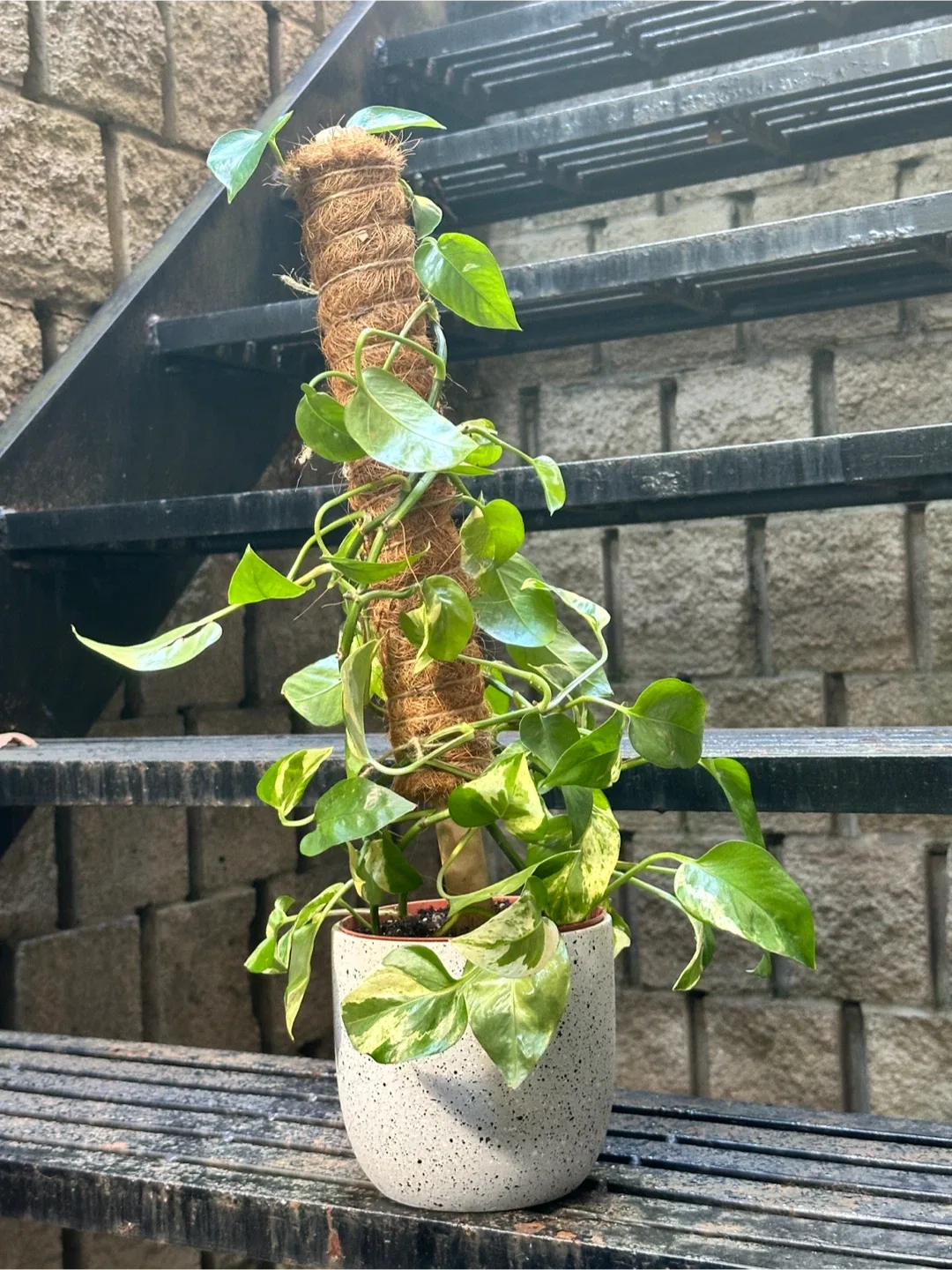 Pearls and Jade Pothos Plant thumbnail