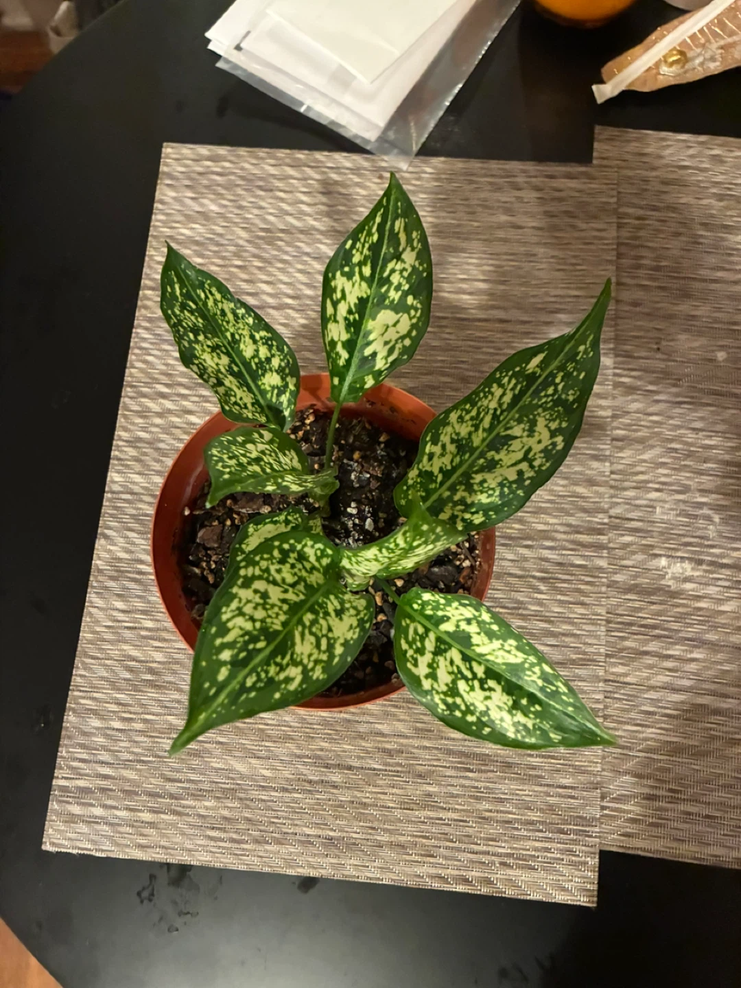 🧡 Potted Aglaonema (Snow White) Plant