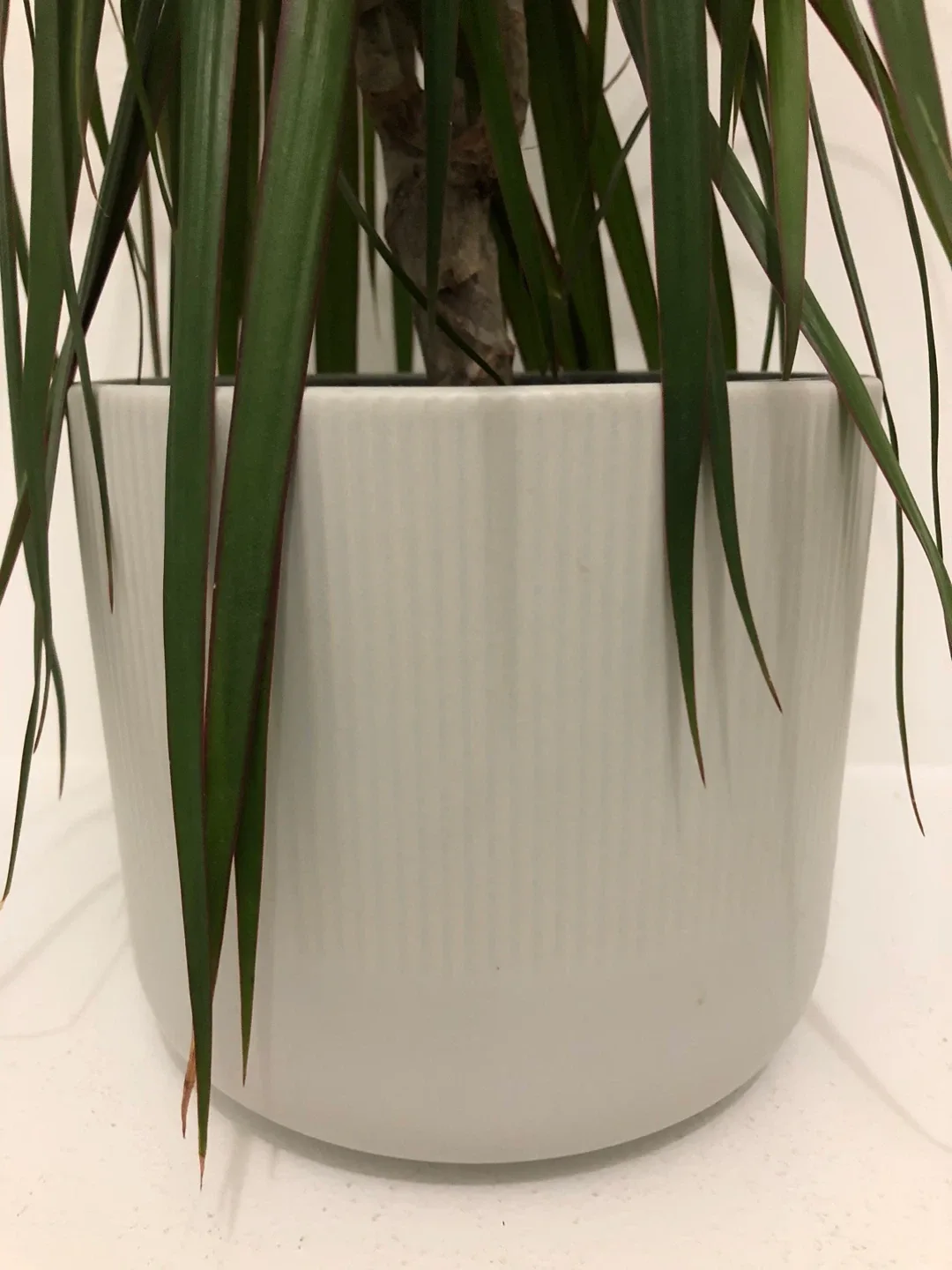 Dracaena with a IKEA GRADVIS 15cm pot image indicator(2)