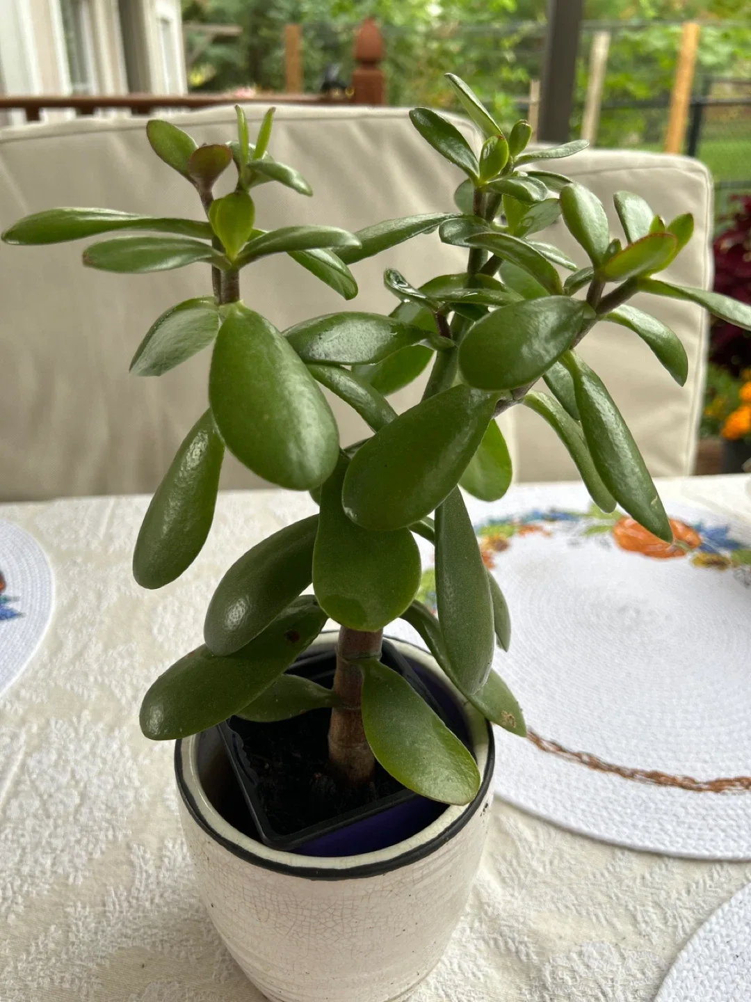 Jade Plant in White Pot image indicator(2)
