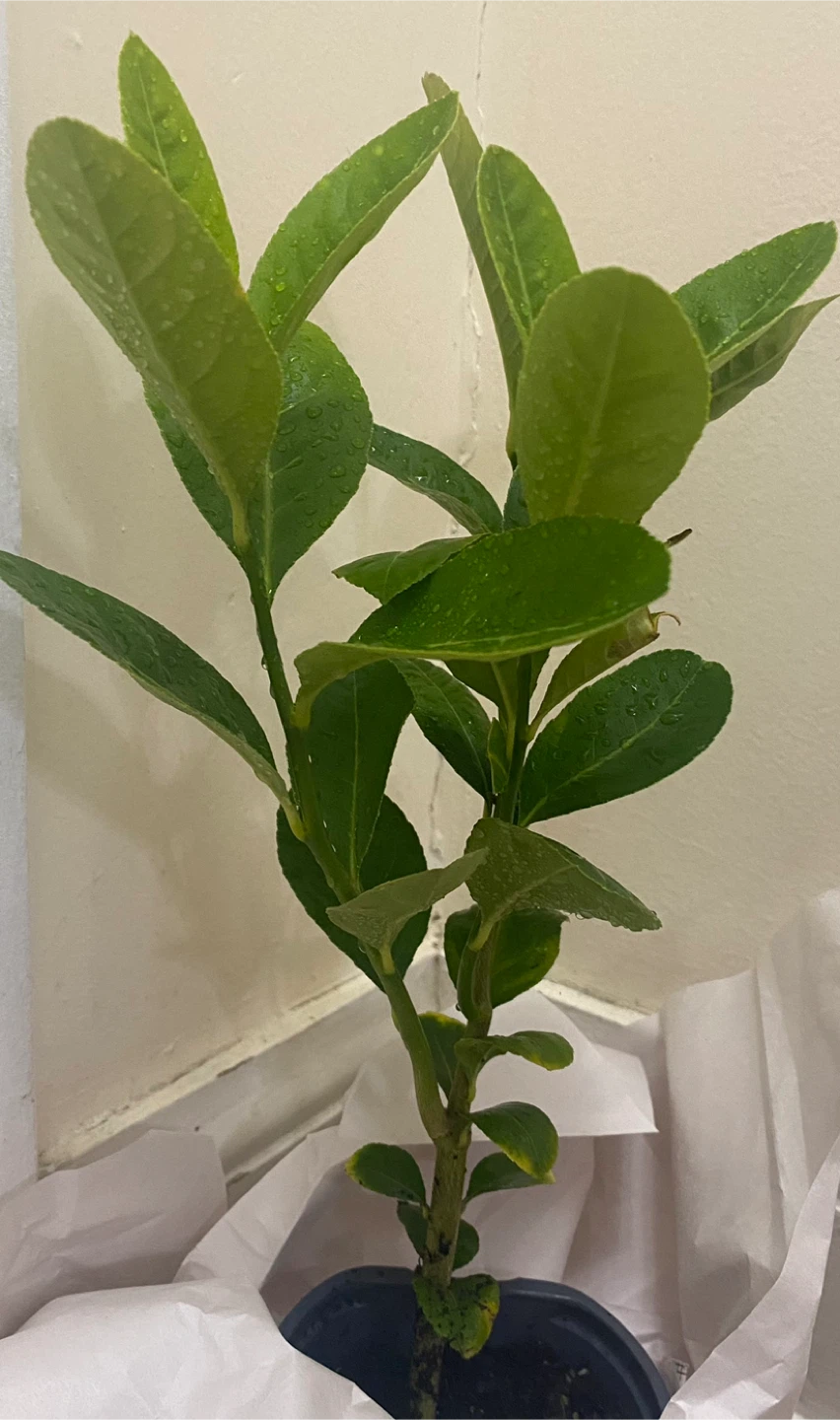Bangladeshi  jara lemon tree - photo 3