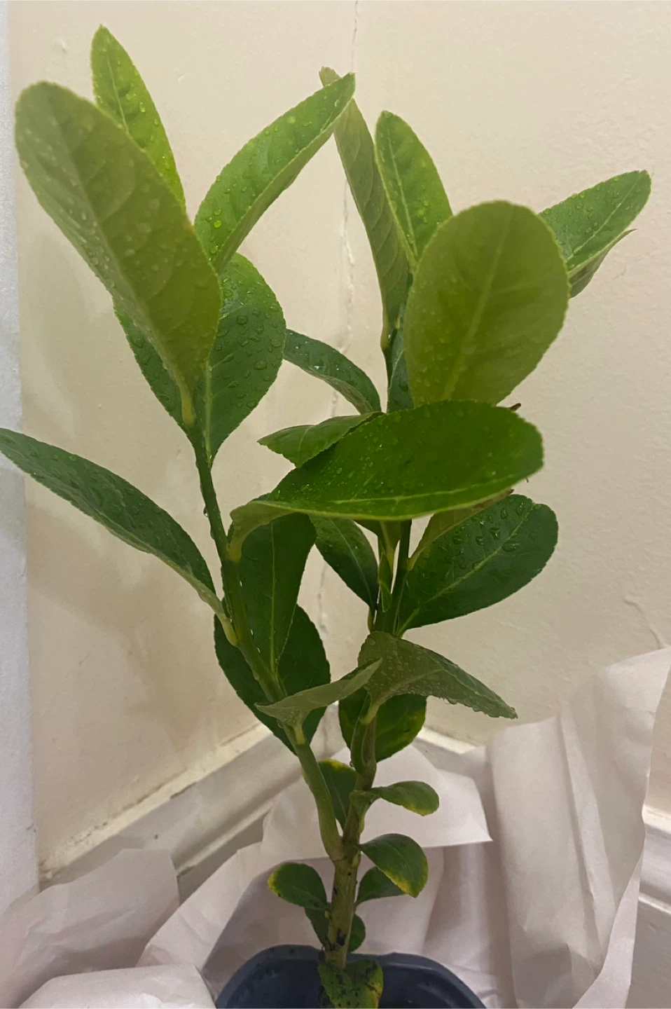 Bangladeshi  jara lemon tree - photo 2