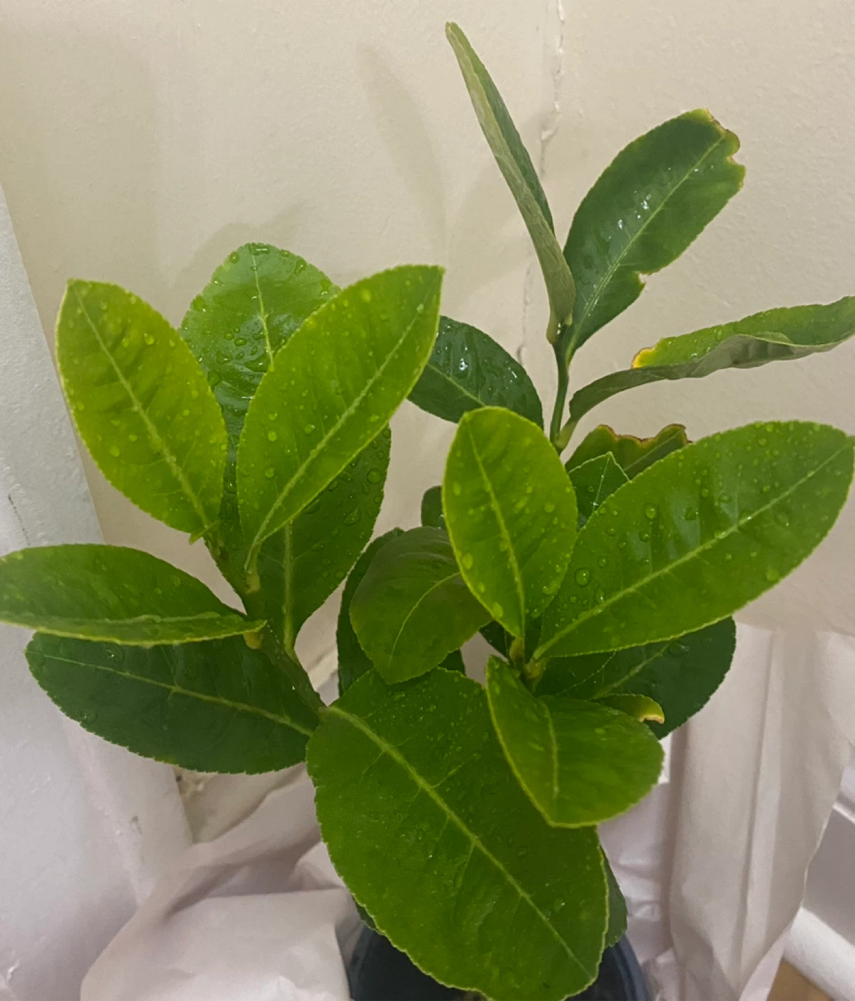 Bangladeshi  jara lemon tree