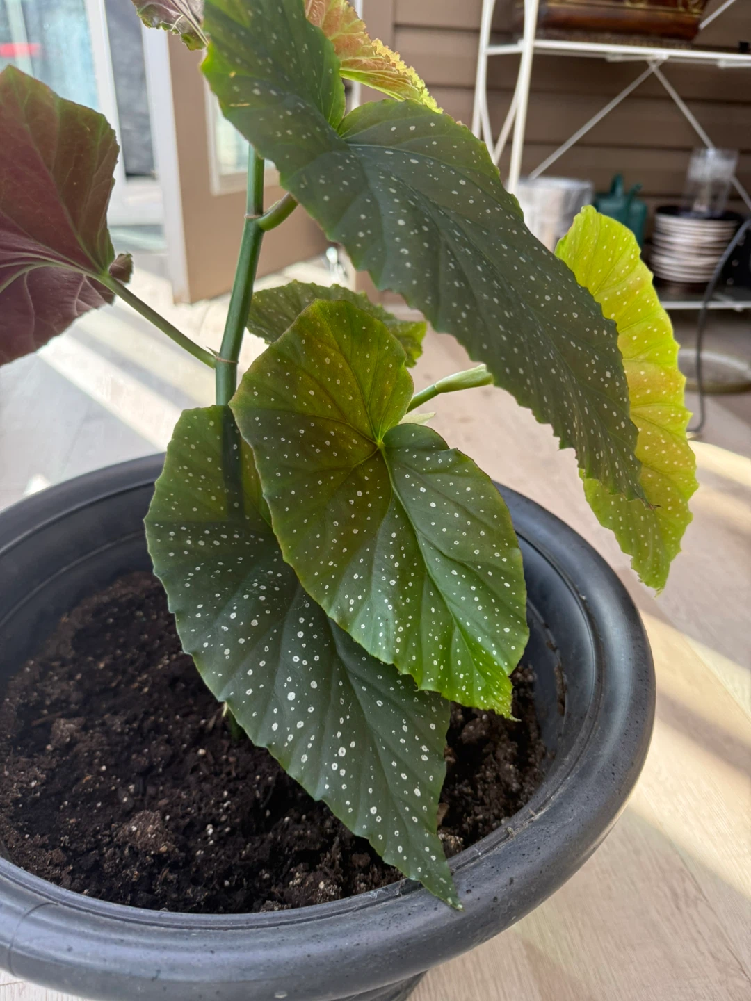 Potted Begonia Plant - photo 3