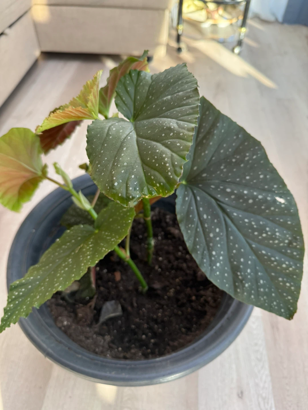 Potted Begonia Plant