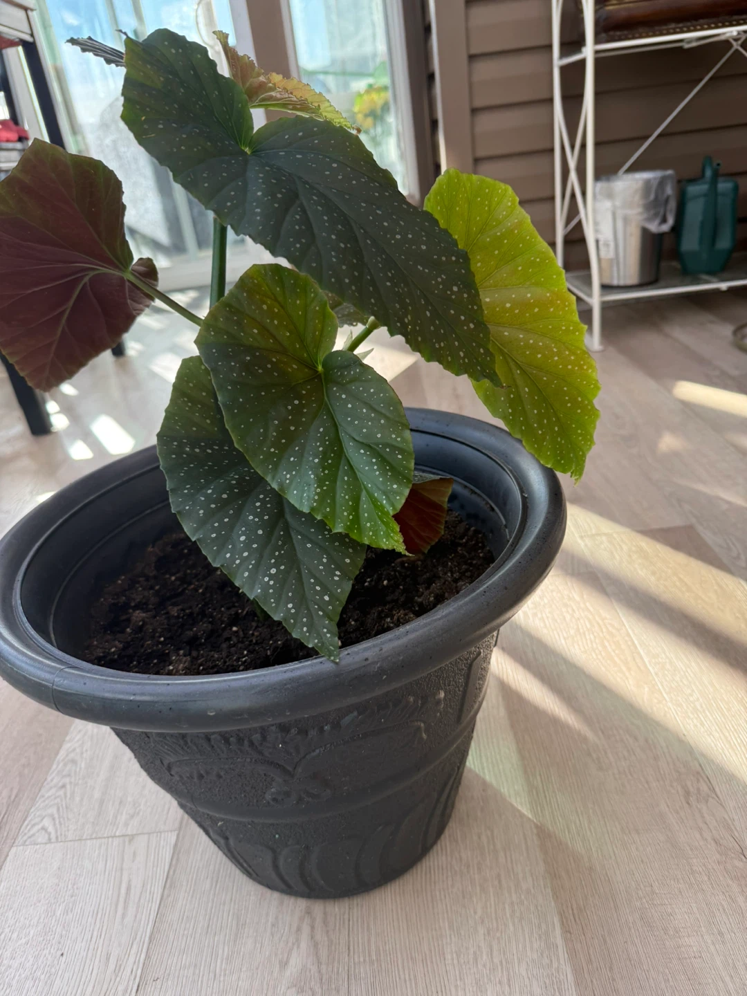 Potted Begonia Plant - photo 2