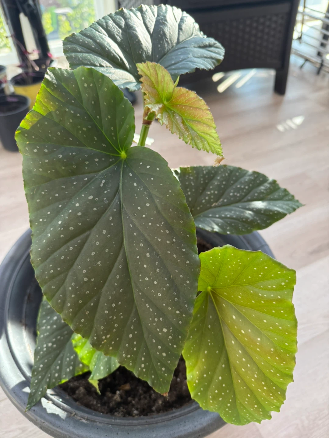 Potted Begonia Plant - photo 4
