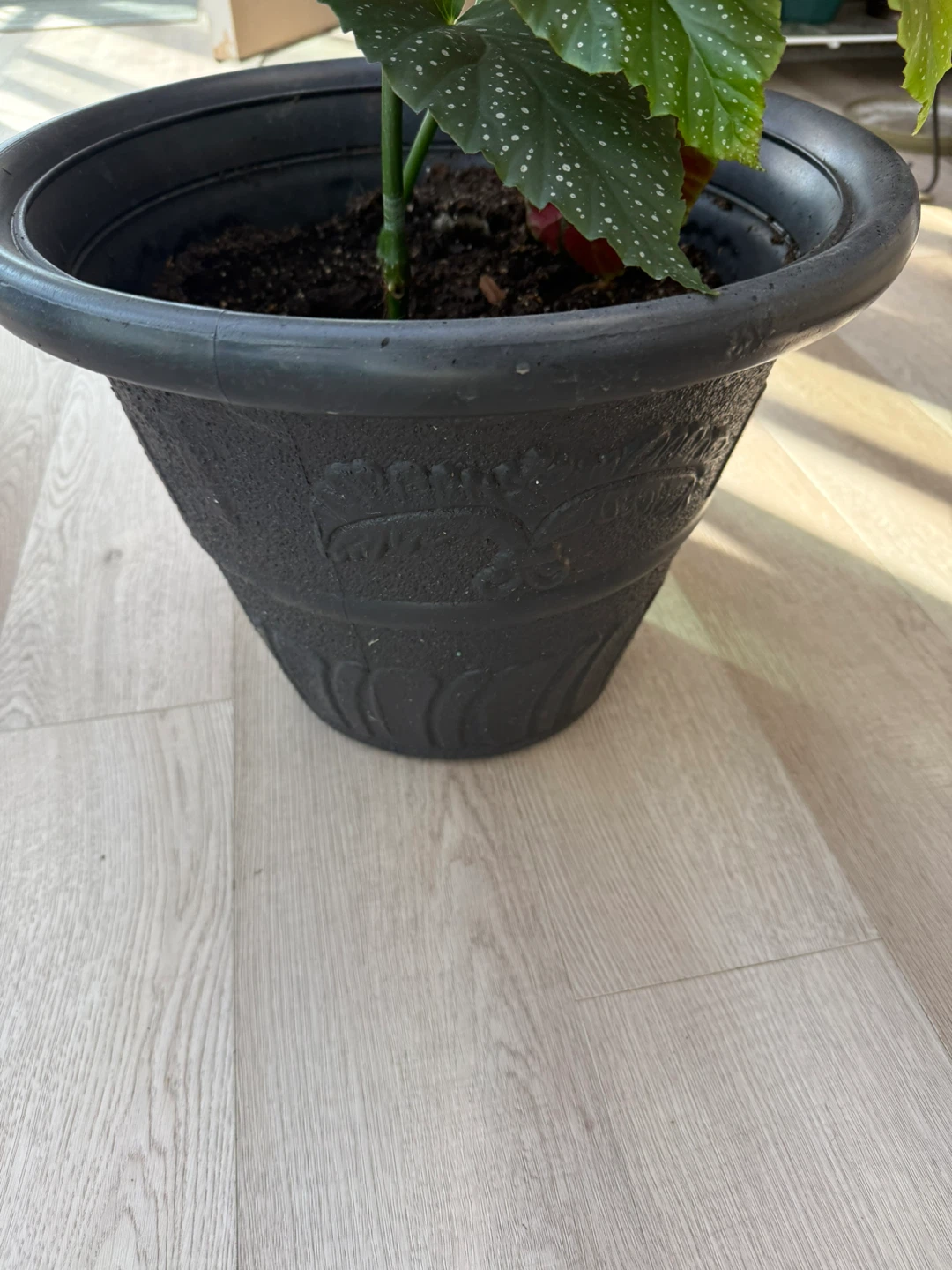 Potted Begonia Plant - photo 5