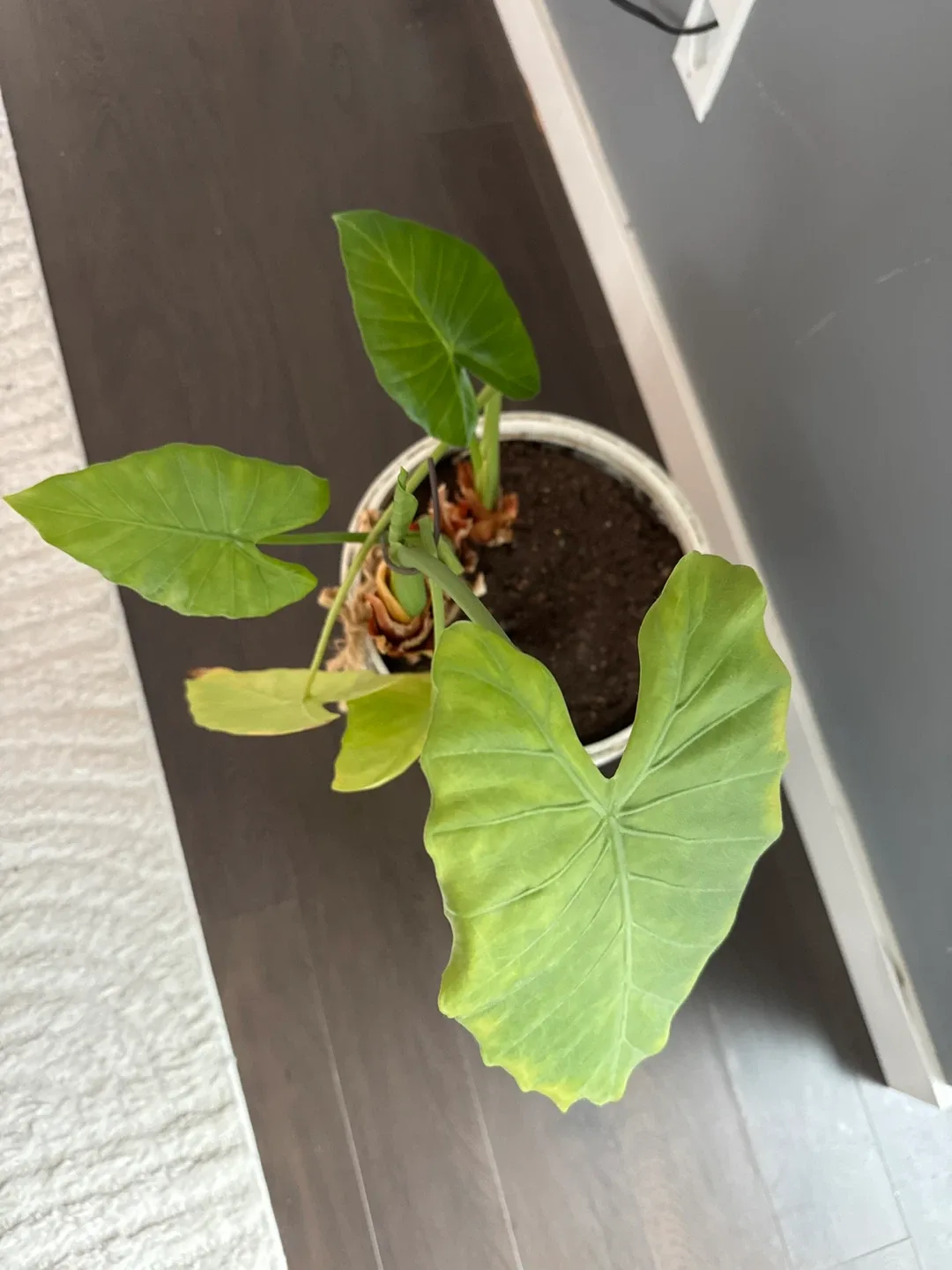 Free plant image indicator(2)