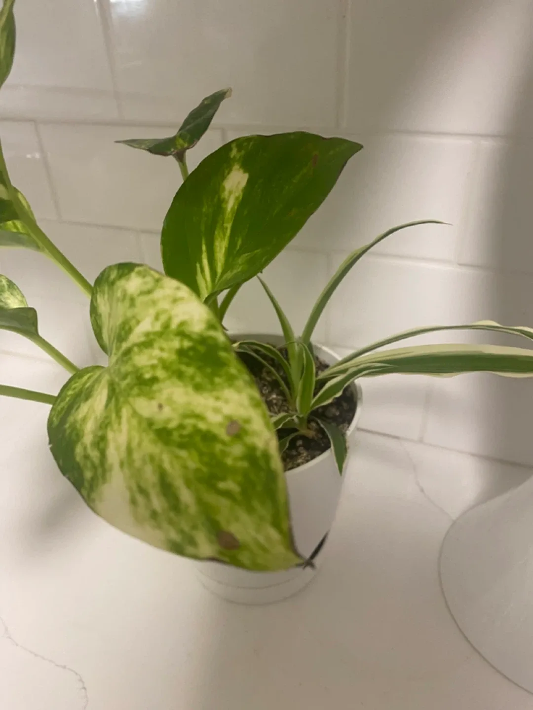 Potted Golden Pothos Plant image indicator(2)