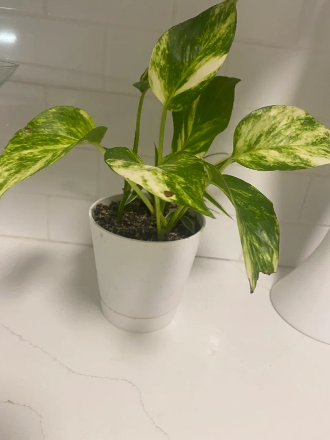 Potted Golden Pothos Plant image indicator(3)