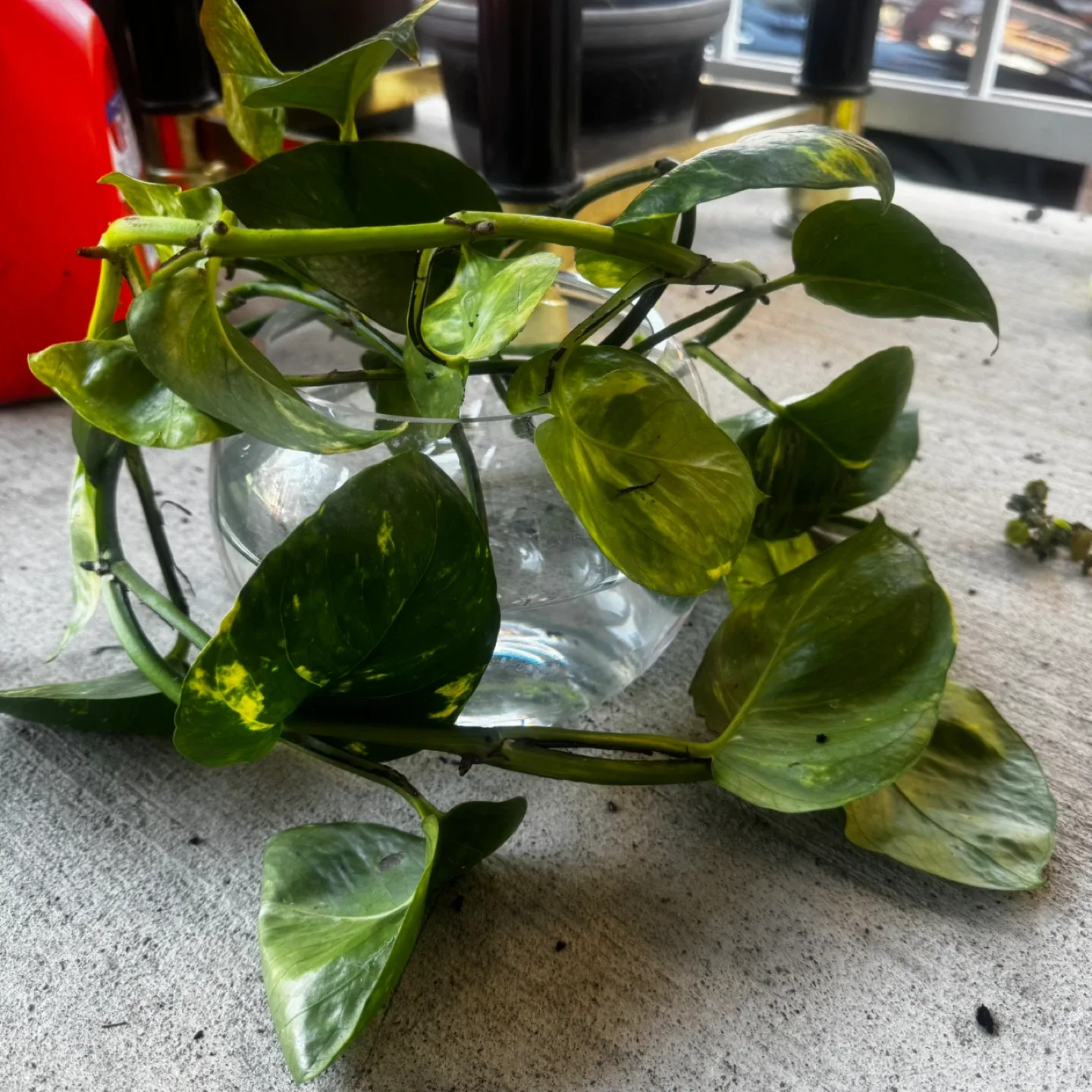 Pothos Plant image indicator(2)