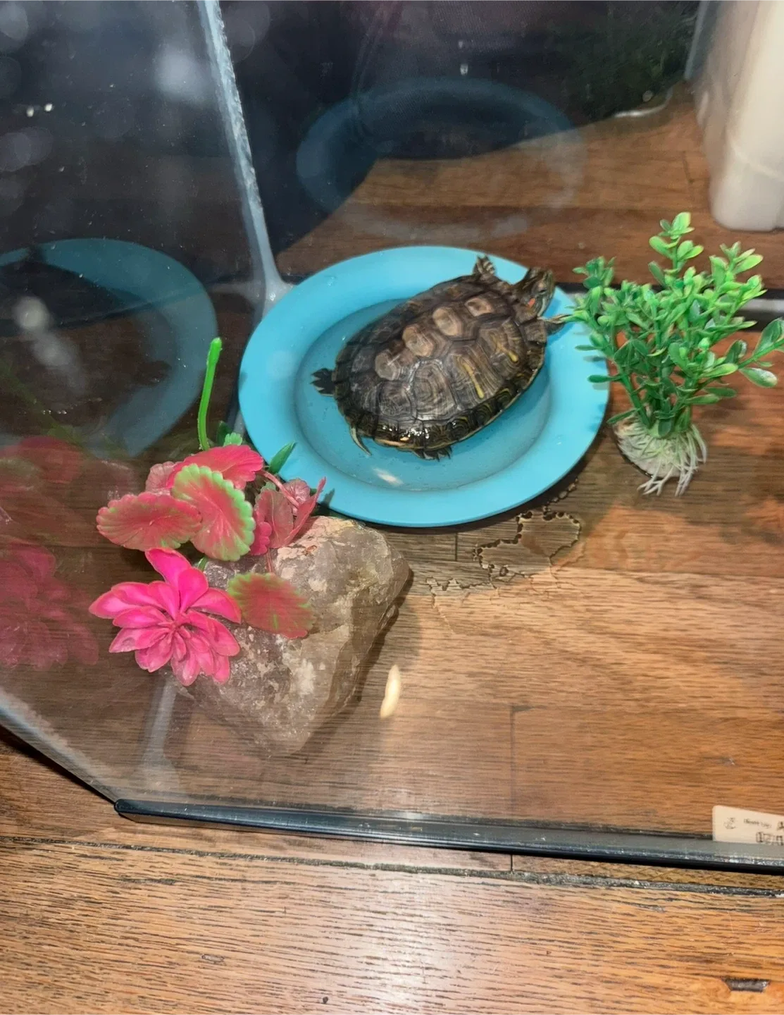 🧡Small Animal/Reptile Tank with Screen & Clips image indicator(4)