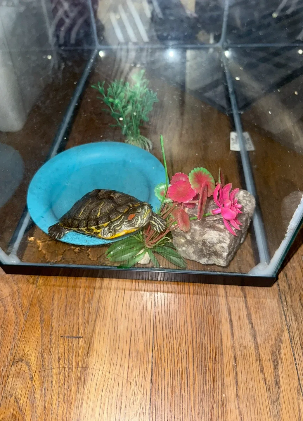 🧡Small Animal/Reptile Tank with Screen & Clips image indicator(5)