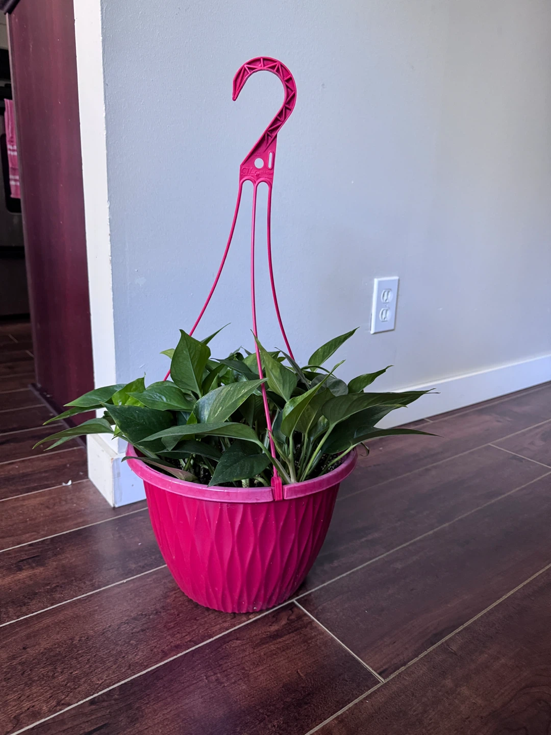 Potted Pothos Plant - Assorted Varieties 🧡