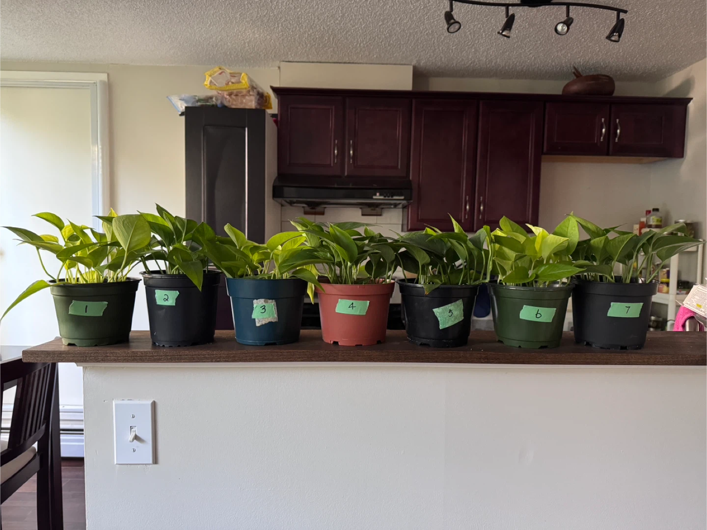 Potted Pothos Plant - Assorted Varieties 🧡 - photo 3