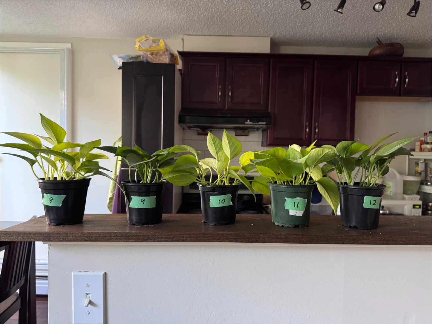 Potted Pothos Plant - Assorted Varieties 🧡 - photo 5
