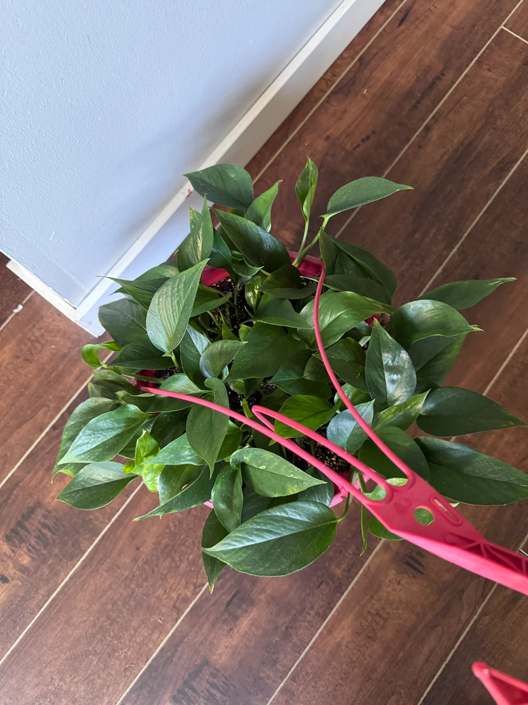 Potted Pothos Plant - Assorted Varieties 🧡 - photo 2