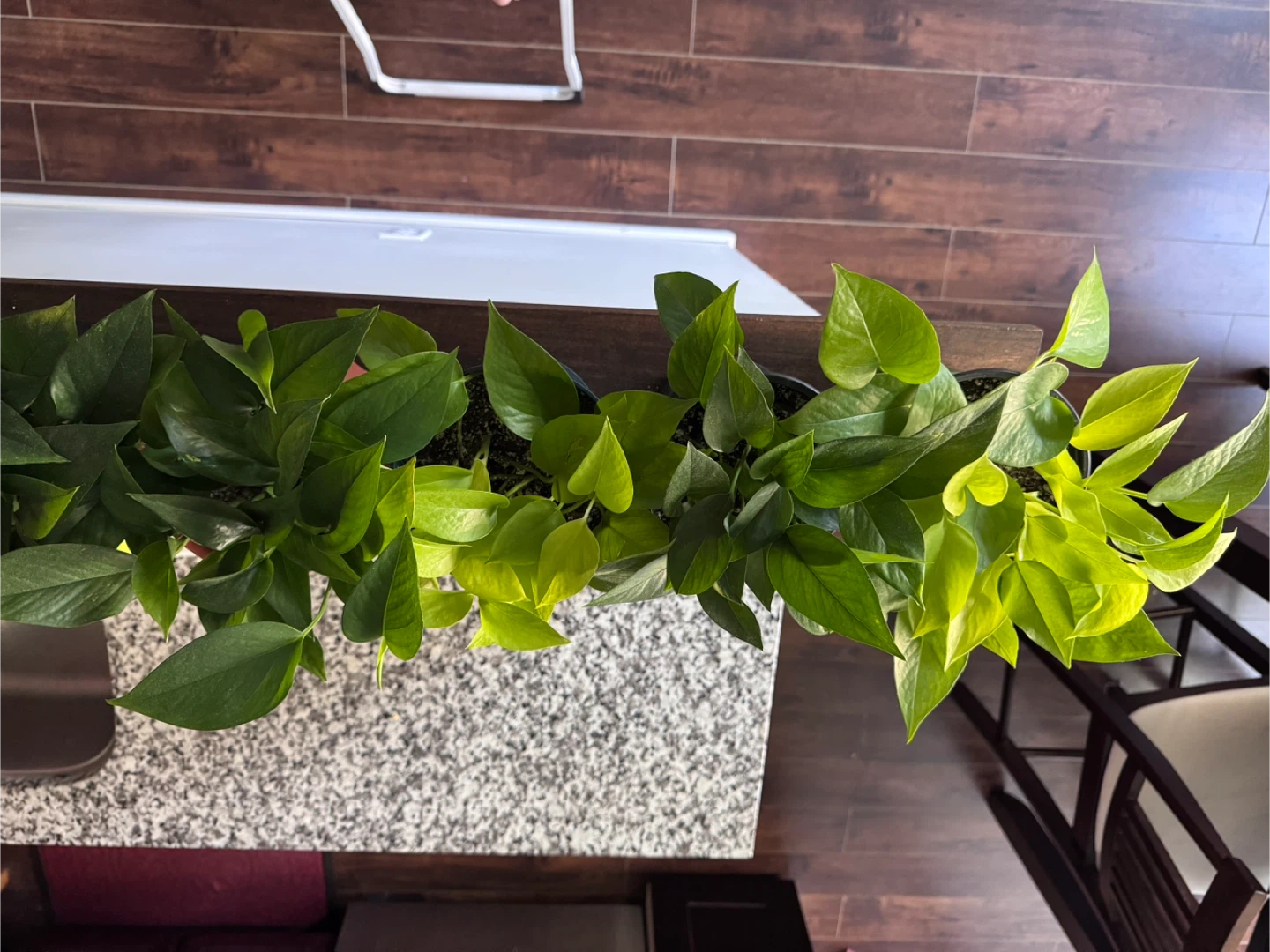 Potted Pothos Plant - Assorted Varieties 🧡 - photo 4