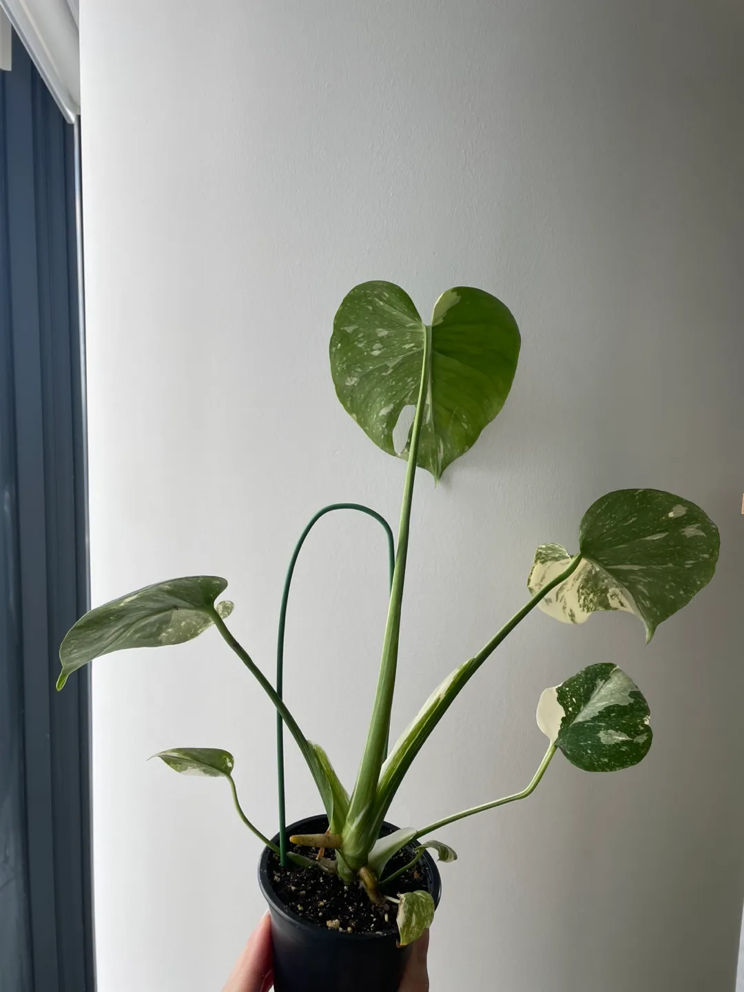 Monstera Thai Constellation Plant image indicator(2)