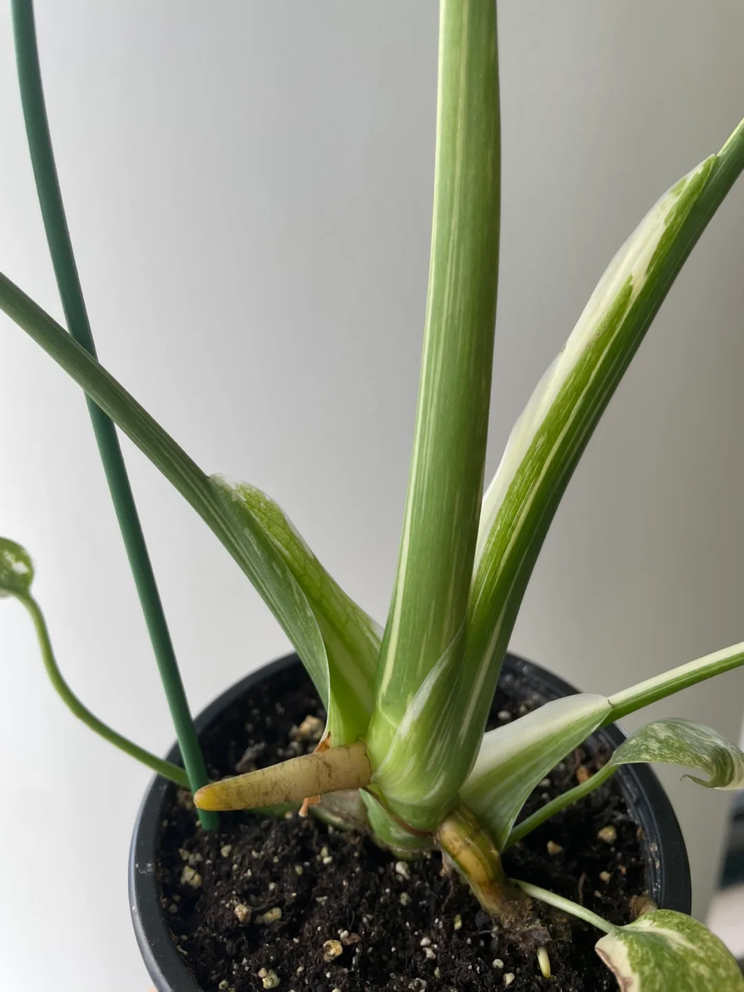 Monstera Thai Constellation Plant image indicator(3)