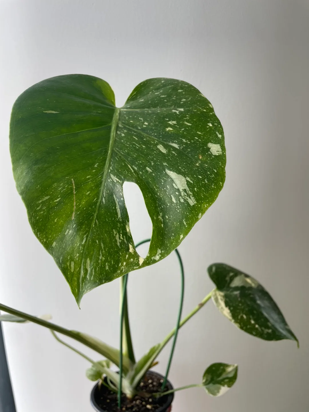 Monstera Thai Constellation Plant image indicator(5)